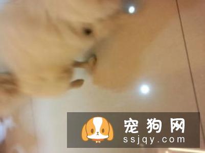 被狗抓伤咬破，第一时间应该怎么处理