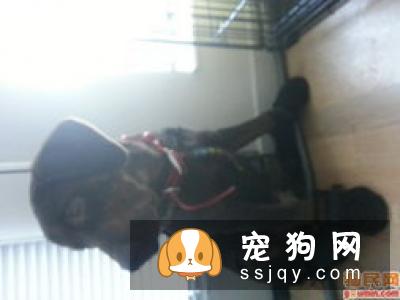 你会因为有麻醉风险而不给宠物做绝育手术吗？