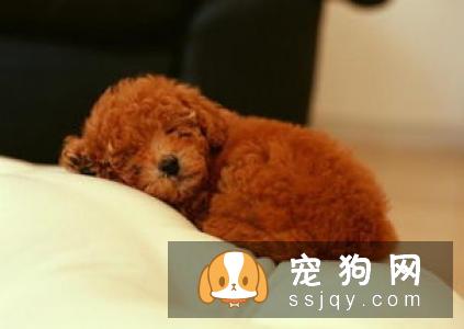 狗狗便便臭是怎么回事 狗狗便便臭的4种原因与建议