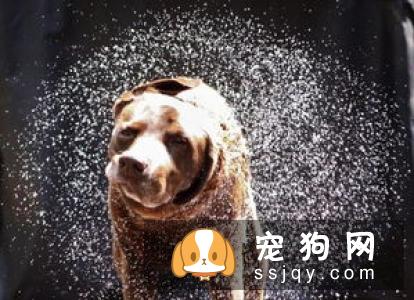 狗狗也会疲劳，这些信号释放的意思你知道几个？
