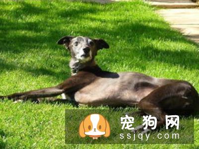 药物安乐死技术方法有哪些