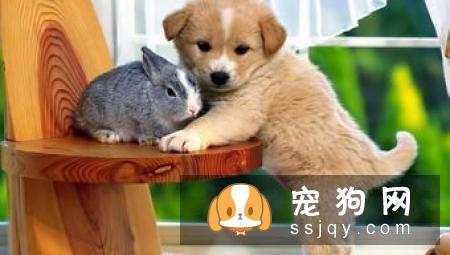 如何判断狗狗是不是感冒了?