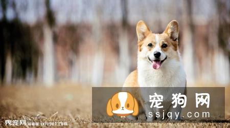 柯基犬容易生病吗？疫病预防措施-邻家的宠物