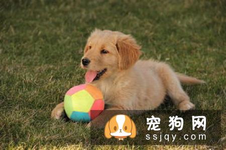 金毛犬不吃狗粮，吃剩饭菜可以吗？