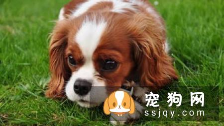 你什么时候会被狗狗的智商震惊了?