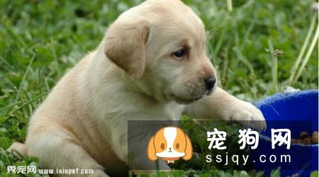 拉布拉多犬训练方法_价格|性格特点|图片