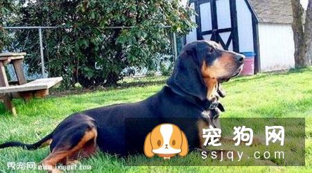 黑褐色猎浣熊犬多少钱一只,好养吗_介绍|图片