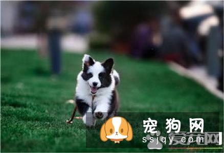 边境牧羊犬怎么训练？边境牧羊犬训练方法