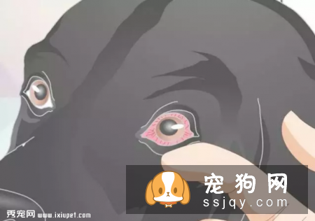 在家就可以给狗狗做的体检大法