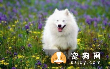 澳洲牧羊犬的外形特征及饲养方法