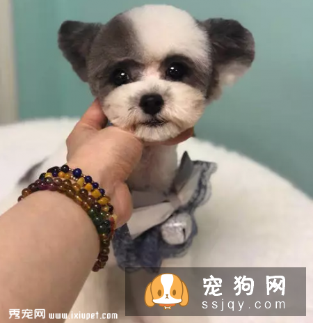 茶杯犬真的能放进杯子里吗？