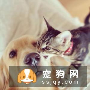 狗狗吃食时，不让任何人靠近该怎么办