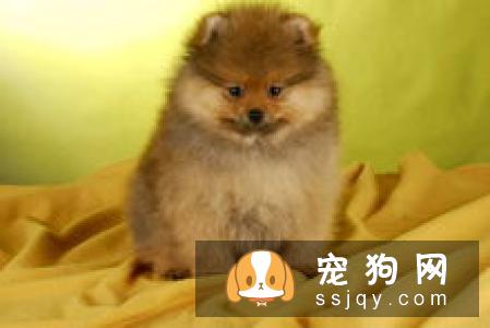 幼犬能洗澡吗 幼犬洗澡会不会生病