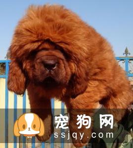 藏獒吃什么食物容易中毒?