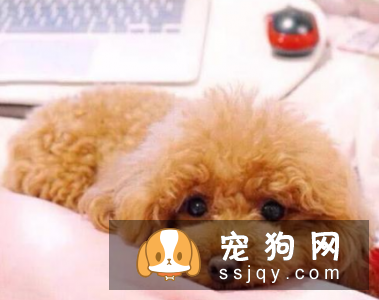 泰迪犬为什么喜欢和主人一起睡觉? 赶也赶不走!