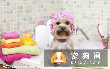 狗狗夏天洗澡不得不知的4大注意事项