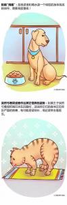 铲屎官必看，家里宠物生病的14种症状！