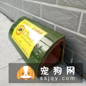 柯基犬容易生病吗？疫病预防措施-邻家的宠物