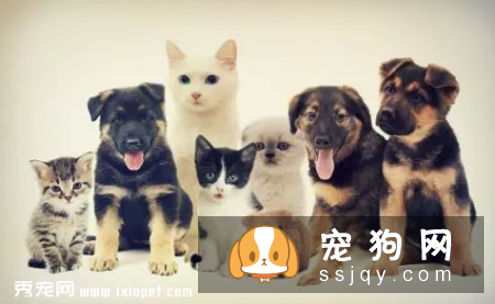 猫狗挑食是什么原因引起的，应该如何改善？