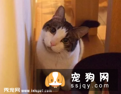 宠物“歪头杀”很可爱？警惕这是前庭症候群！