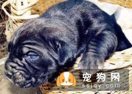 纽波利顿犬咬人吗_纽波利顿犬价格|图片