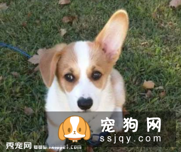 立耳品种的狗狗 不立耳需要做手术吗？