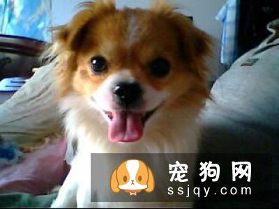 小狗什么时候打疫苗比较好