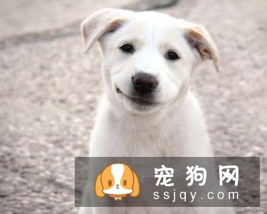 狗狗绝育是件大事，以下几点要注意