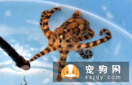 养宠物真的会造成温室效应！最好给宠物喂养低蛋白食物