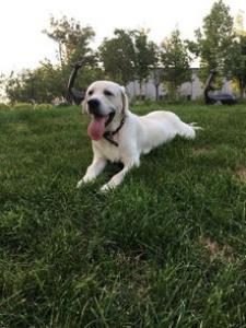黑褐色猎浣熊犬多少钱一只,好养吗_介绍|图片