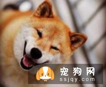 如何辨别秋田犬?-家居装修问答