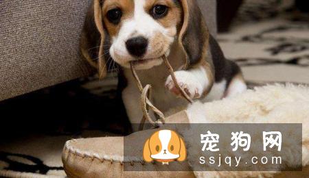 狗狗乱咬东西的行为应该如何改善