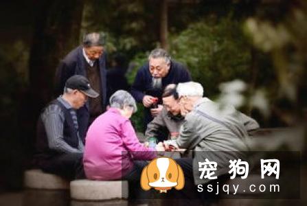 老龄犬该怎么喂养比较好？老龄犬喂食攻略！