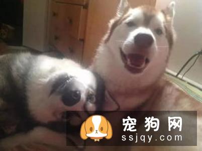 给哈士奇拔耳毛的姿势很重要