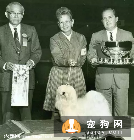 拉萨犬和西施犬如何辨别？
