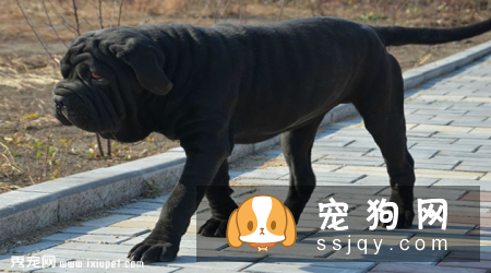 纽波利顿犬咬人吗_纽波利顿犬价格|图片