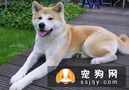 如何训练狗狗握手