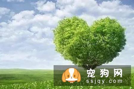 这九句话也许让你对宠物美容有更深刻的理解