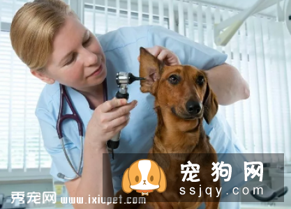 主人怎样给宠物做身体检查（上）