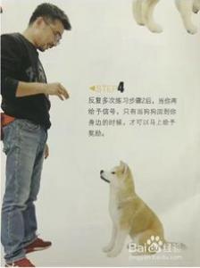 狗狗唤回训练方法，让狗狗乖乖听话
