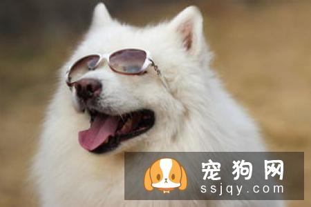 新斯科舍诱鸭寻回犬的性格特征及饲养方式|图片