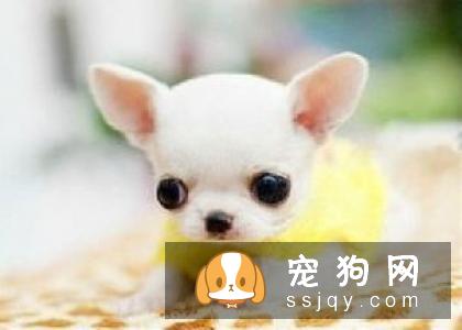 幼犬能洗澡吗 幼犬洗澡会不会生病