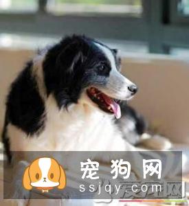 宠物狗消化不良该怎么办?