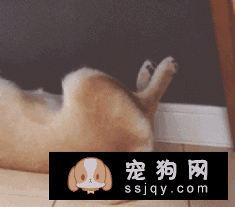 髌骨脱位是小型宠物常见的关节疾病