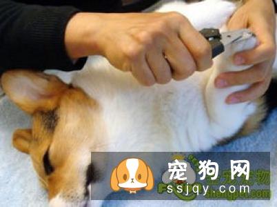 如何正确有效的帮狗狗修剪指甲