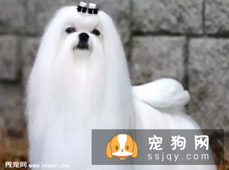 饲养马尔济斯的注意事项有哪些