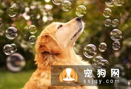 金毛犬不吃狗粮，吃剩饭菜可以吗？