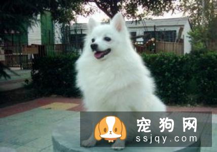 银狐犬寿命多长?–安居客房产问答