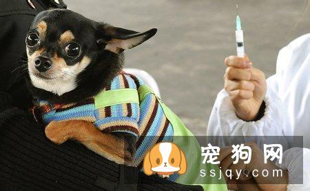 给怀孕的母狗注射疫苗能否给小狗免疫?