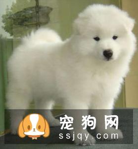 狗狗在叫时处于什么状态
